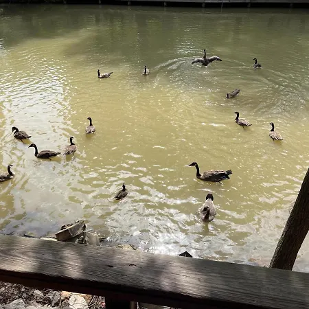 Down On The Bayou-2